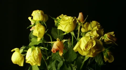 Yellow roses time remap Stock Footage