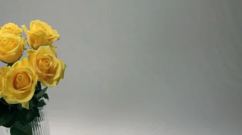 YELLOW ROSES ON WHITE BACKGROUND Stock Footage 10727626