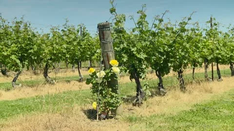 Yellow Roses_HD Stock Footage 10563917