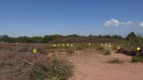 Yellow, round labels with names of young plants in a heathland, heath, heather Stock Footage 115136115