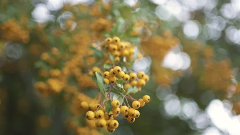 Yellow rowan berries close up in slow motion Stock Footage 141280668