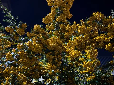 Yellow rowan branches on a tree at night, common rowan, trees at night in summer Stock Photos