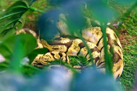 A yellow royal python lies on the grass in the bushes Stock-Fotos
