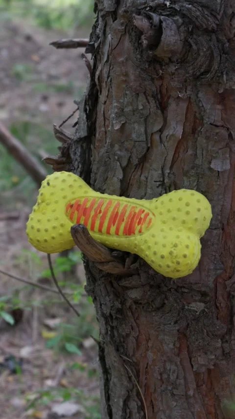 Yellow Rubber Bone Dog Toy Wedged on Tree Bark in Outdoor Woods Stock Footage 341988069