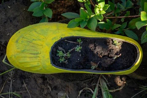 Yellow rubber boot repurposed as a flower pot in a garden bed Stock Photos