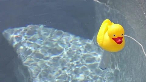 Yellow Rubber Duck chlorine tablet holder floating around on the water of Stock Footage 227280800