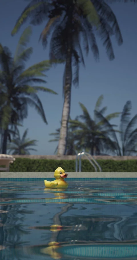 Yellow rubber duck floating in a clear blue swimming pool Stock Footage 312704753