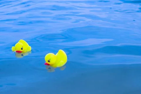 Yellow rubber ducklings float in blue water. Stock Photos