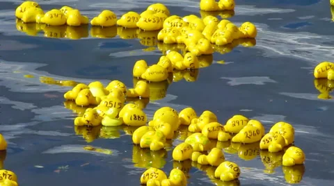 Yellow rubber ducks Vidéo 32170532