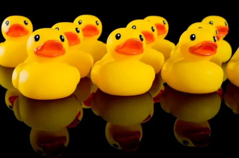 Yellow rubber ducks in rows Stock Photos