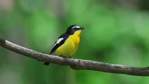 Yellow rumbed flycatcher perched on tree branch Stockbeeldmateriaal 335662138