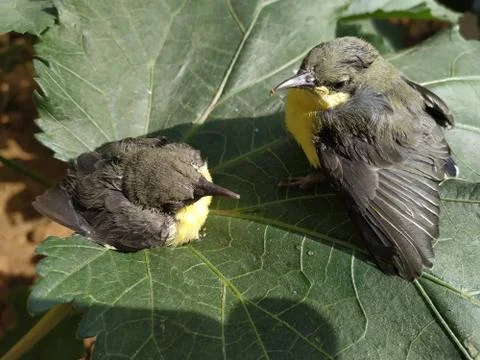 Yellow-rumped bird in hand stock photos Stock Photos