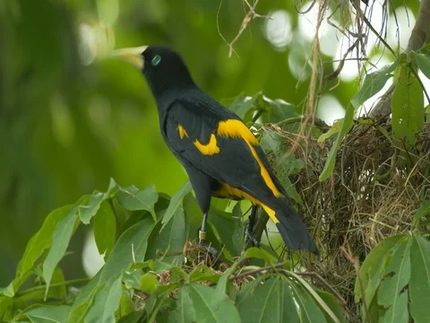 Yellow-rumped cacique (Cacicus cela) Stock-Footage 80892219