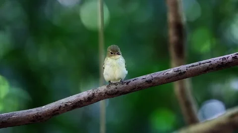 Yellow-rumped Flycatcher Stock Footage 252423370