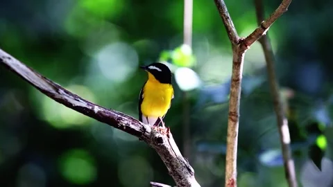 Yellow-rumped Flycatcher Stock Footage 252423408