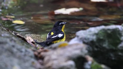 Yellow-rumped Flycatcher Video stock 255571139