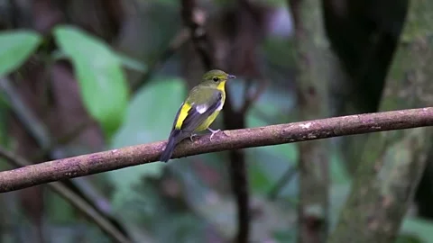 Yellow-rumped flycatcher Stock Footage 310036297