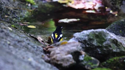 Yellow-rumped Flycatcher,bird bathing, Stock Footage 255571132