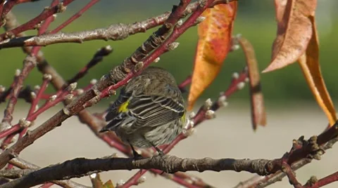 Yellow-rumped Warbler 1 Stock Footage 8512010
