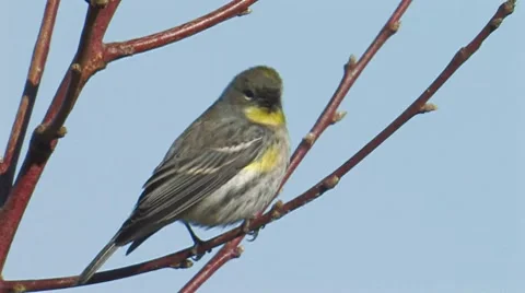 Yellow-rumped Warbler 2 Stock Footage 8512046