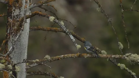 Yellow-rumped warbler, Audubon's, in dead tree, 2k Stock Footage 153547194