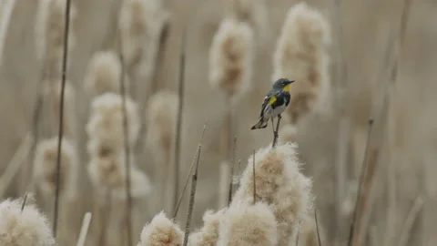 Yellow-rumped warbler on cattails, 4k Stock Footage 221800612