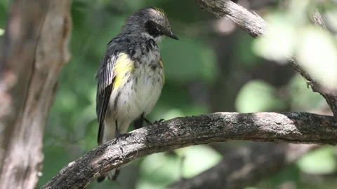 A yellow-rumped warbler cleans its feathers Stock Footage 249133157