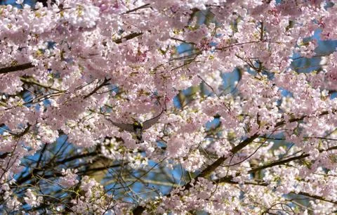 A Yellow-rumped Warbler flying among cherry blossoms, spreading its wings wide. Stock Photos