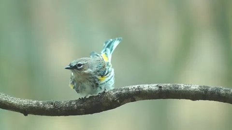 Yellow-rumped Warbler Stock Footage 21858778