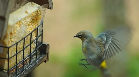 Yellow-rumped Warbler 動画素材 21903120