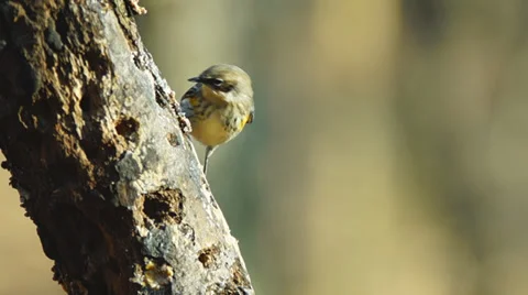 Yellow-rumped Warbler Видео 34174812