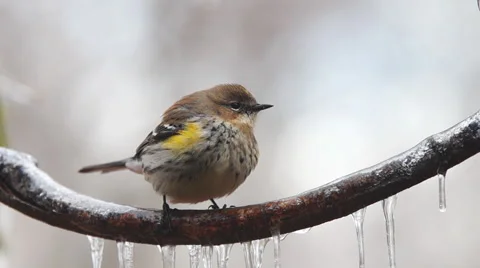 Yellow-rumped Warbler Stock Footage 47037968