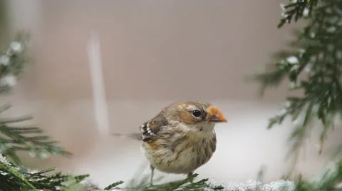 Yellow-rumped Warbler Видео 47318240
