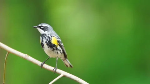 Yellow-rumped Warbler Stock Footage 49665078