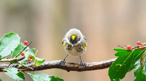 Yellow-rumped Warbler Stock Footage 59575173
