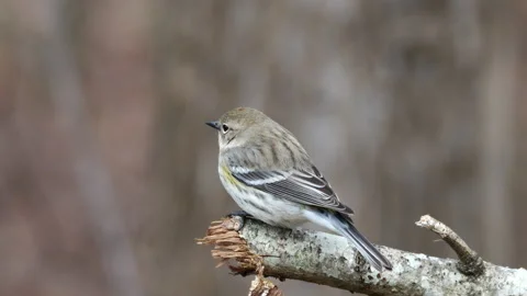 Yellow-rumped Warbler 動画素材 231578848