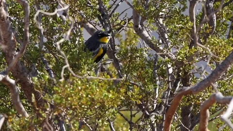 A Yellow-rumped Warbler migrates through New Mexico in spring Stock Footage 107490431
