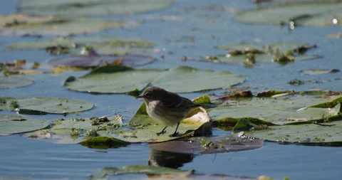 Yellow-Rumped Warbler Pecking Insects Bugs on Lily Pads in Pond Fall Migration Stock Footage 221790790