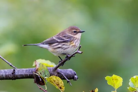 Yellow rumped warbler perched on a tree Stock Photos