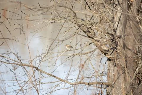 Yellow-Rumped Warbler Stock Photos
