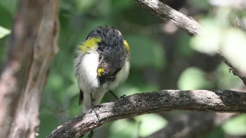 Yellow-rumped warbler with a sticky feather Stock Footage 249133166