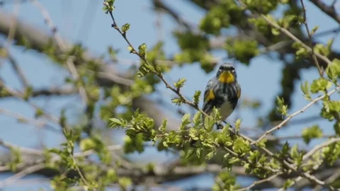Yellow-rumped warbler in tree, 4k Video stock 154011769