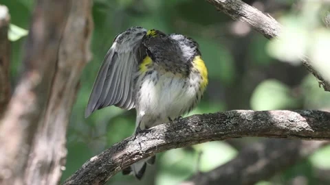 Yellow-rumped warbler wing maintenance Stock Footage 249133163