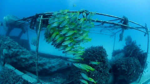 Yellow runner school fish in Sipadan, Malaysia Stock Footage 77683758