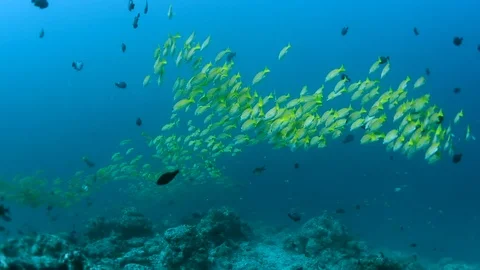 Yellow runner school fish in Sipadan, Malaysia Stock Footage 77683779