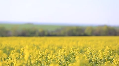 Yellow rural rape field Stock Footage 142228347