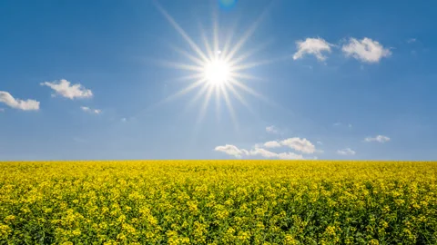 Yellow rural rape field under a sparkle sun Stock Footage 136721461