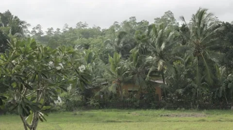 Yellow rustic house in the jungle , blooming tree Stock Footage 64073839