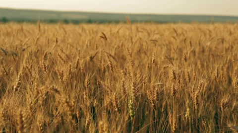 Yellow rye ears field pan Stock Footage 48260629