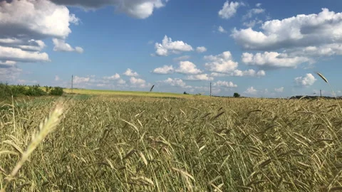 Yellow Rye field Stock Footage 156599418